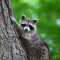 Tips for Safely and Humanely Removing Wildlife from Your Property