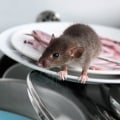 Rodenticides: How to Safely and Humanely Remove Rodents from Your Property