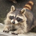 How to Make Your Area Less Appealing to Wild Animals