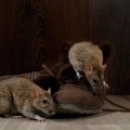 What scent will keep rats away?