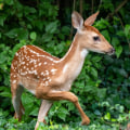 Natural Deterrents for Wildlife
