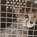 What type of crime is wildlife trafficking?