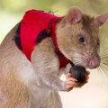What is a rats biggest enemy?