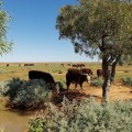 Creating Physical Barriers for Wildlife Removal