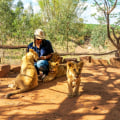 What is illegal killing or removal of wildlife species?