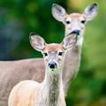 All You Need to Know About Scare Tactics for Wildlife Damage Control
