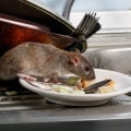 What kills rats instantly?