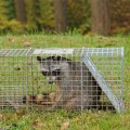 Using Exclusion Netting for Safe and Humane Wildlife Removal