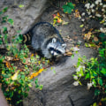 Assessing Damage and Risks: A Comprehensive Guide for Professional Wildlife Control Services