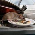 How effective are exterminators for rats?