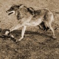Types of Traps for Different Animals: A Comprehensive Guide to Humane Wildlife Removal