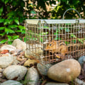 Removing Attractants: How to Safely and Humanely Manage Wildlife Control on Your Property
