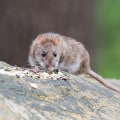 What do rats hate the most?
