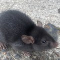 How do i get rid of rats permanently?