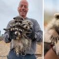 Creating Barriers to Entry in Humane Wildlife Removal