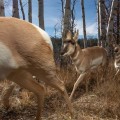 A Complete Guide to Wildlife Damage Control: Understanding and Managing Changing Landscape Features