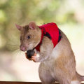 What are rats biggest enemies?