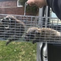How to Humanely Remove and Prevent Wildlife Damage