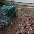 Proper Baiting and Placement for Humane Wildlife Removal