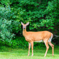 Sealing Off Entry Points: The Key to Safe and Humane Wildlife Removal