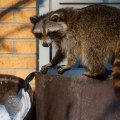 How to Implement Prevention Measures for Wildlife Removal Services