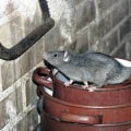 Are rats hard to get rid of?