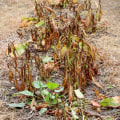 Understanding Herbicides for Plant Damage