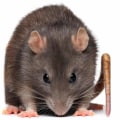 What animal are rats afraid of?