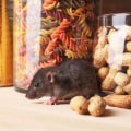 Is it expensive to get rid of rats?