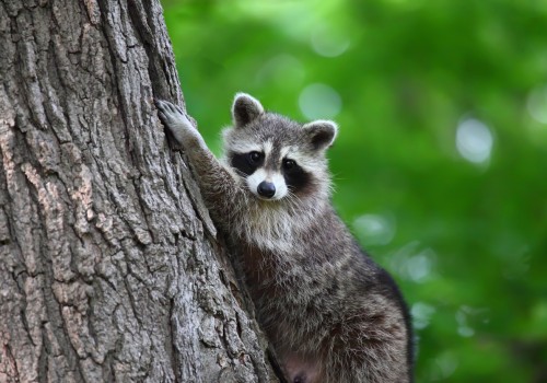 Tips for Safely and Humanely Removing Wildlife from Your Property