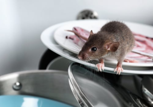 Rodenticides: How to Safely and Humanely Remove Rodents from Your Property