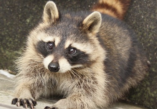 How to Make Your Area Less Appealing to Wild Animals