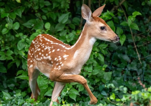 Natural Deterrents for Wildlife