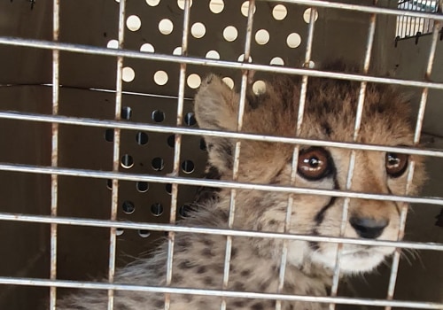 What type of crime is wildlife trafficking?