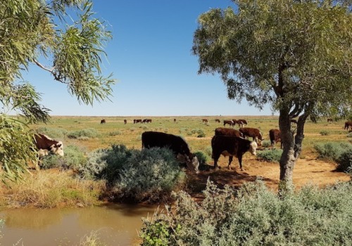 Creating Physical Barriers for Wildlife Removal