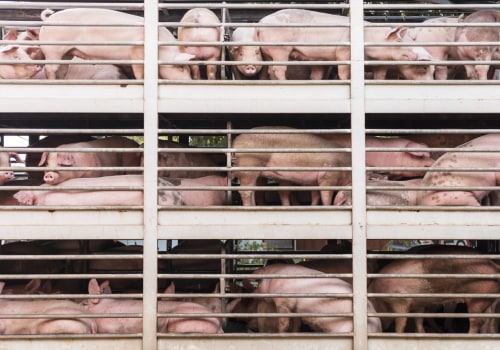 Transporting and Releasing Animals: A Guide to Humane Wildlife Removal
