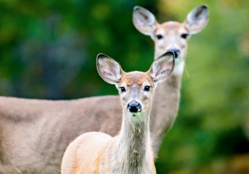 All You Need to Know About Scare Tactics for Wildlife Damage Control