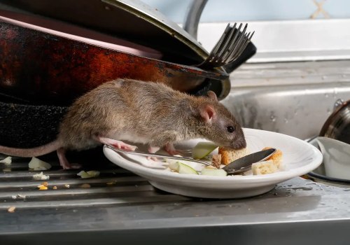What kills rats instantly?