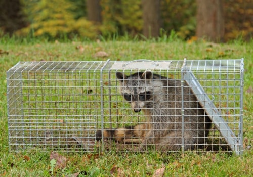 Using Exclusion Netting for Safe and Humane Wildlife Removal