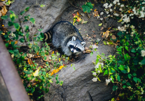 Assessing Damage and Risks: A Comprehensive Guide for Professional Wildlife Control Services
