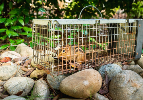 Removing Attractants: How to Safely and Humanely Manage Wildlife Control on Your Property