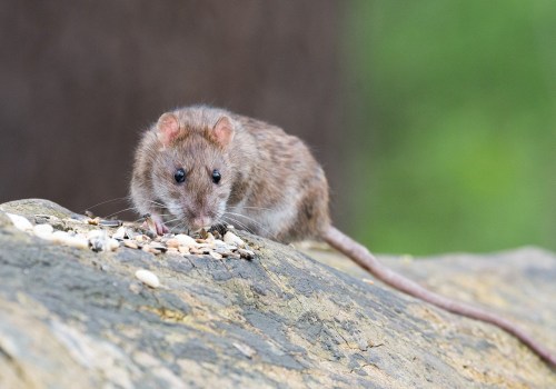 What do rats hate the most?