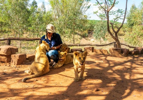 What is the illegal killing or removal of wildlife from?