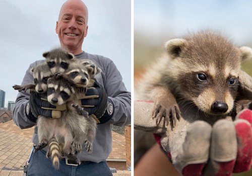 Creating Barriers to Entry in Humane Wildlife Removal