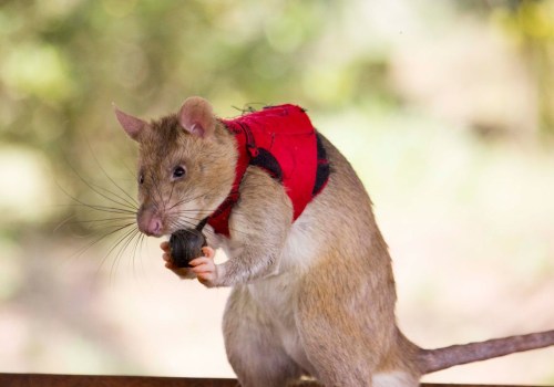 What is a rats worst enemy?