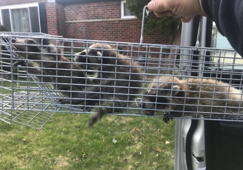 How to Humanely Remove and Prevent Wildlife Damage