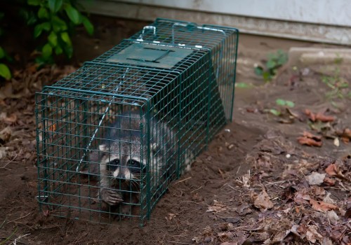 Proper Baiting and Placement for Humane Wildlife Removal