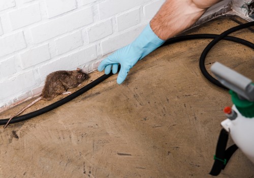 Are exterminators worth it for rats?