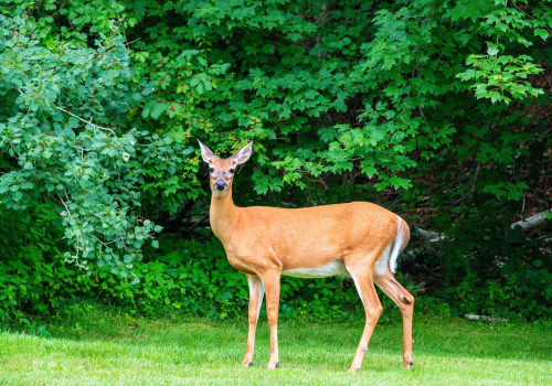 Sealing Off Entry Points: The Key to Safe and Humane Wildlife Removal