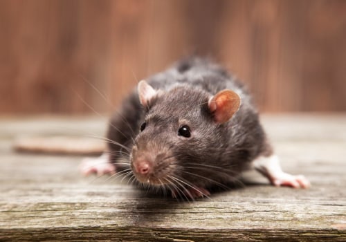 What smell will keep rats away?